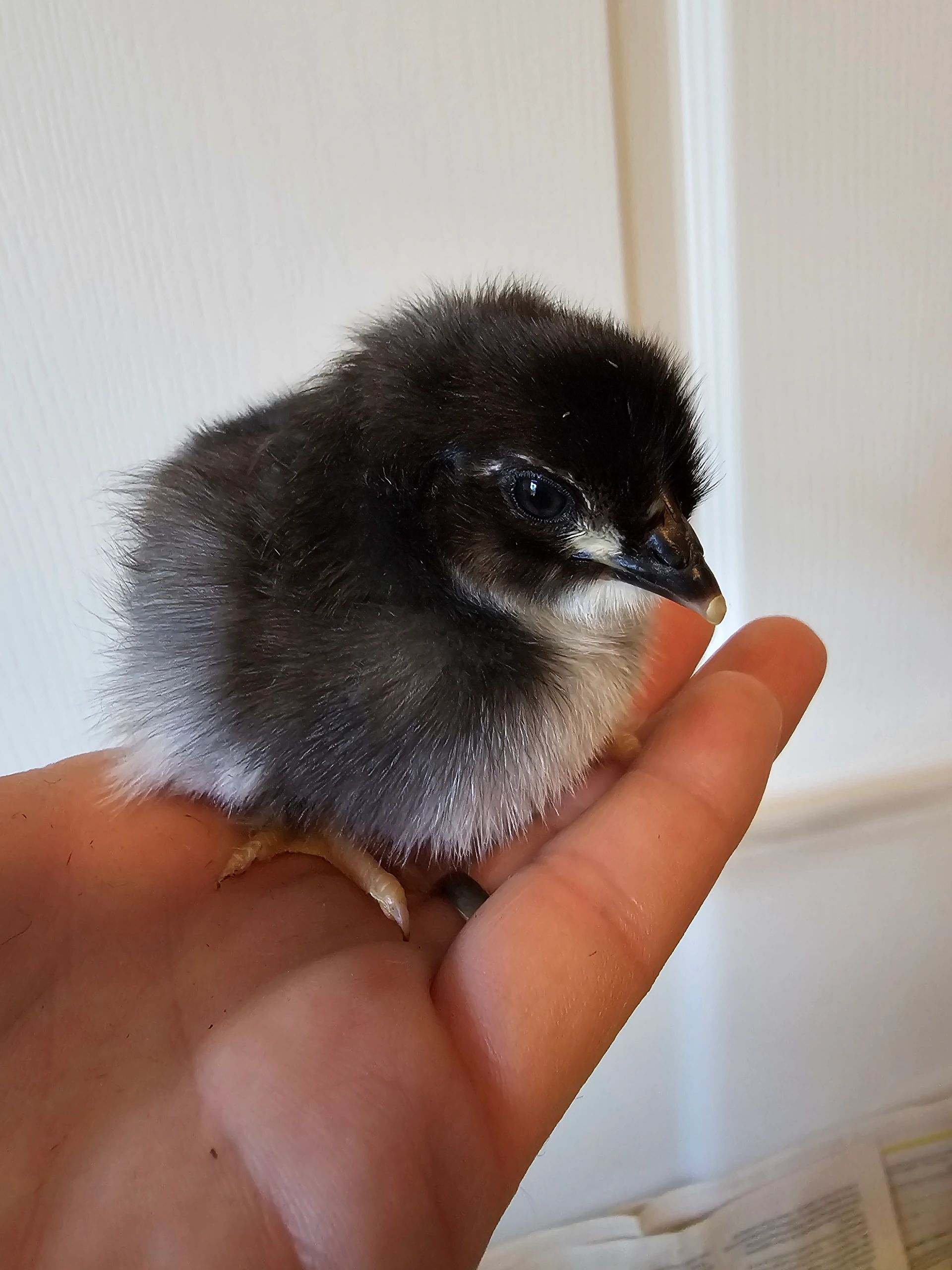 Baby chick held in hand