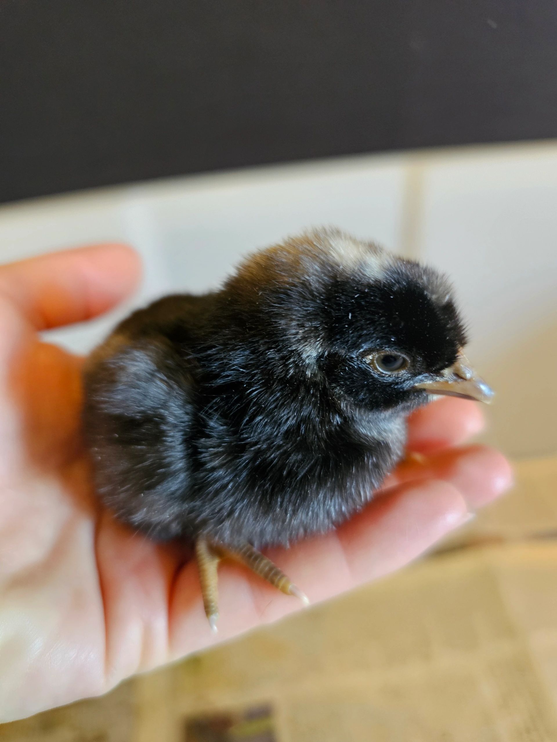 Small brown chick in palm