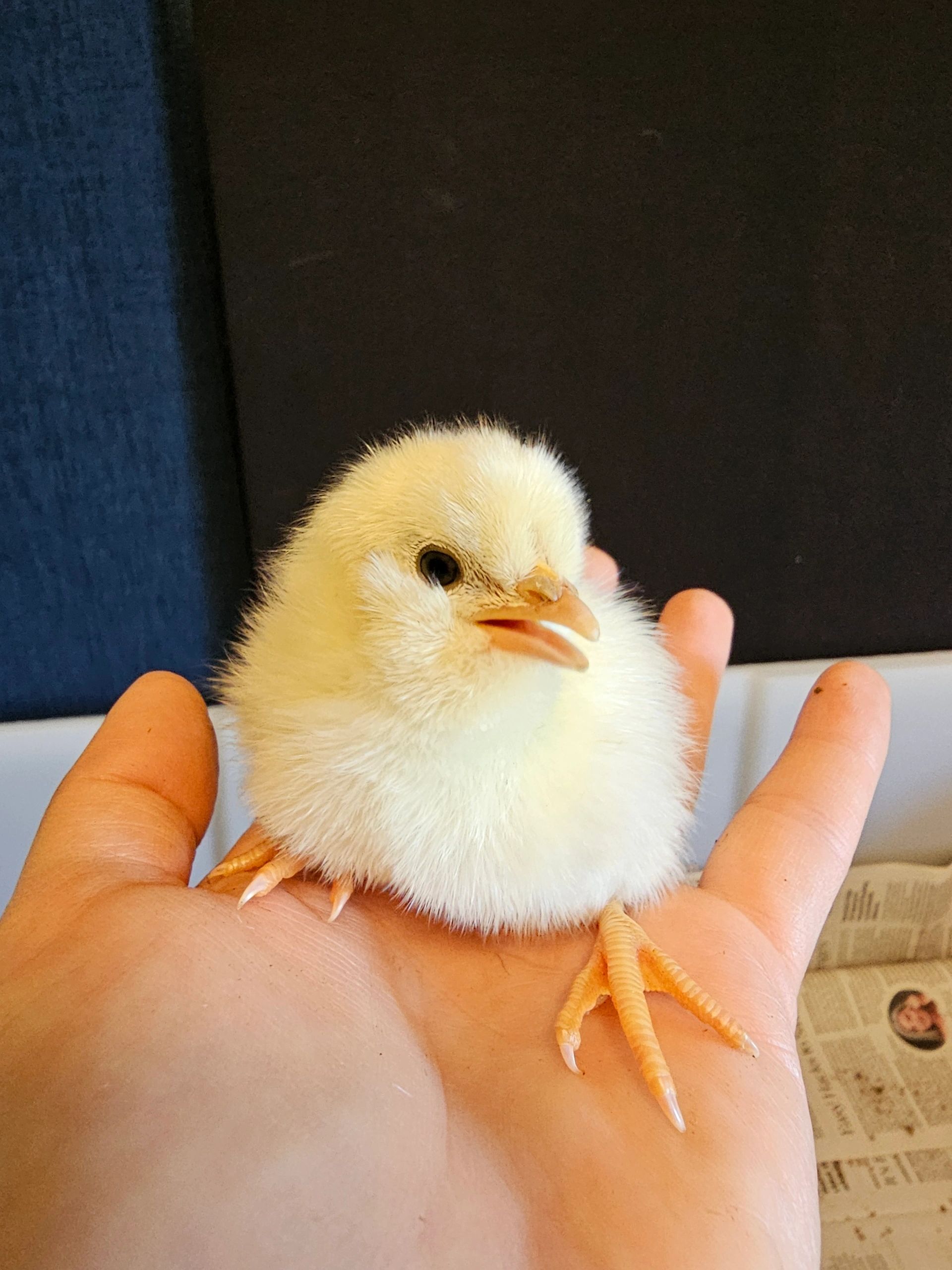 Fluffy yellow chick