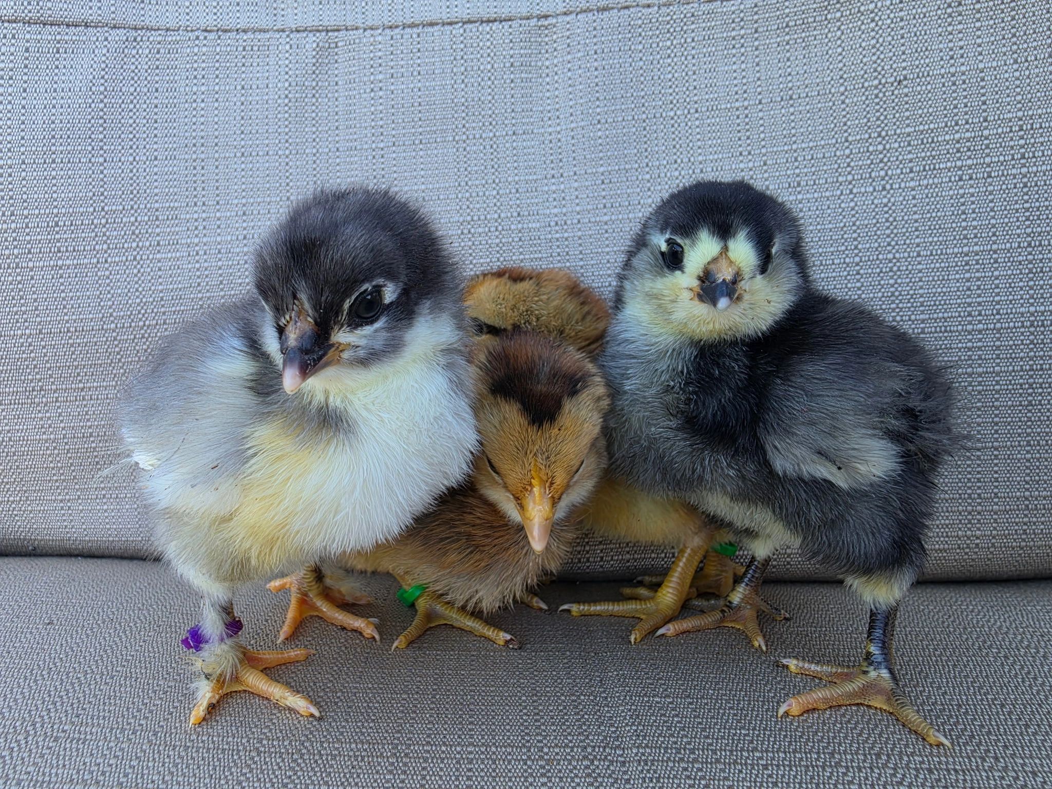 Young dark-plumaged chick