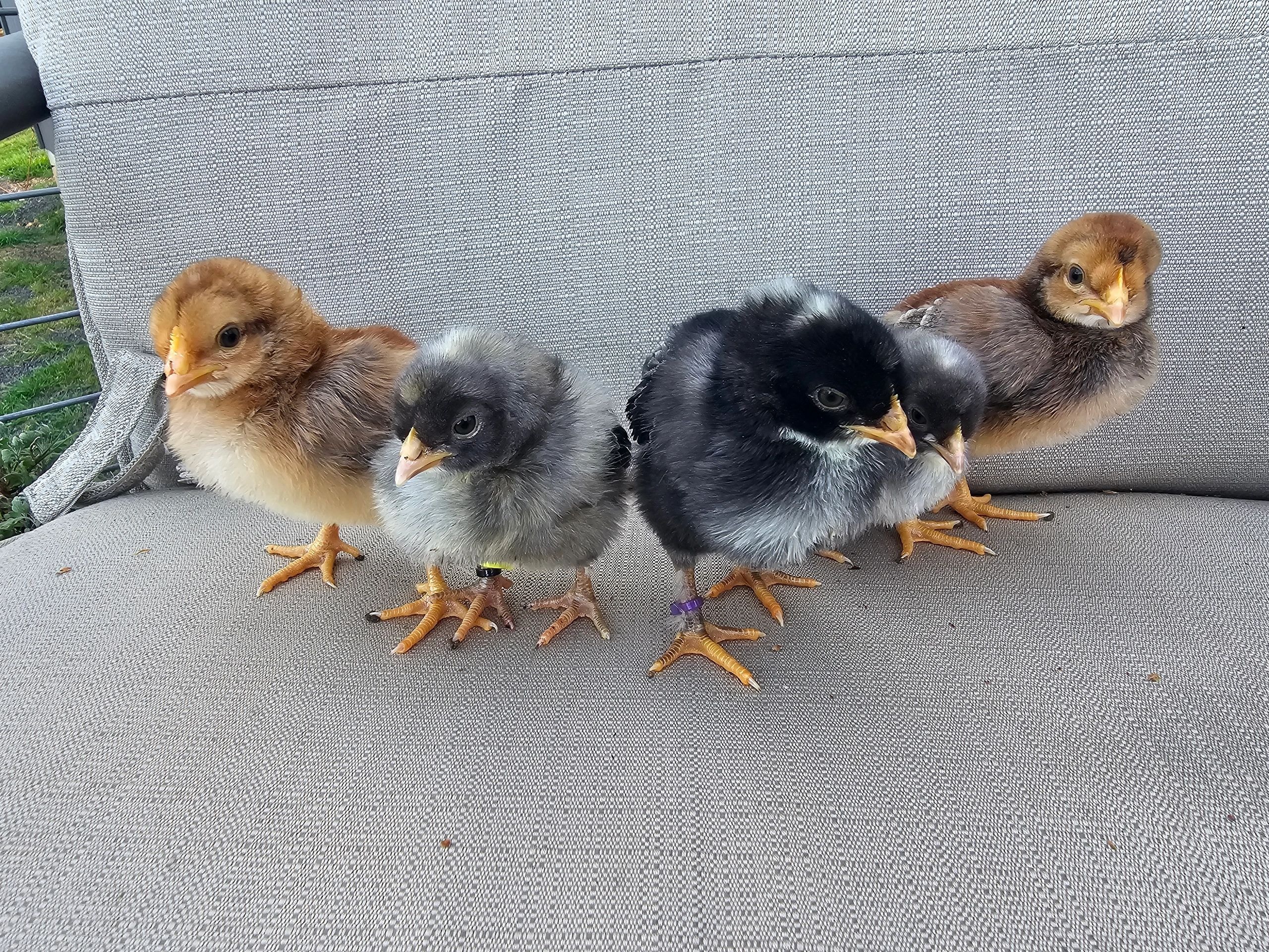 Baby chicks in a brooder