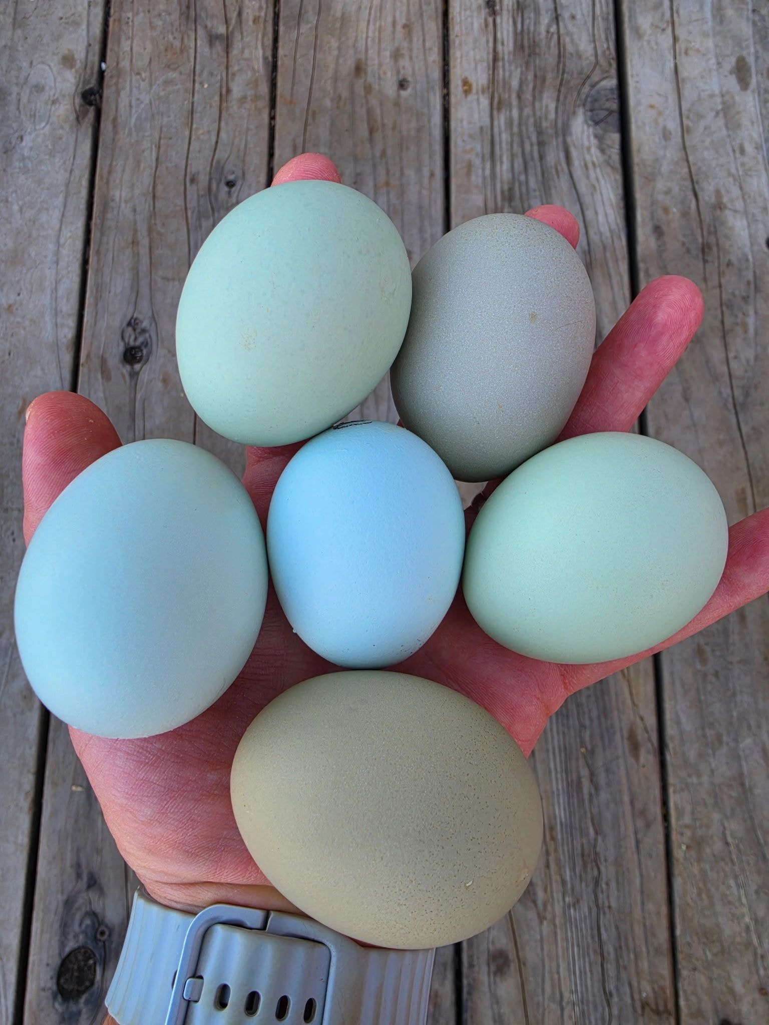 Colorful hatching eggs in blue, green, and cream tones