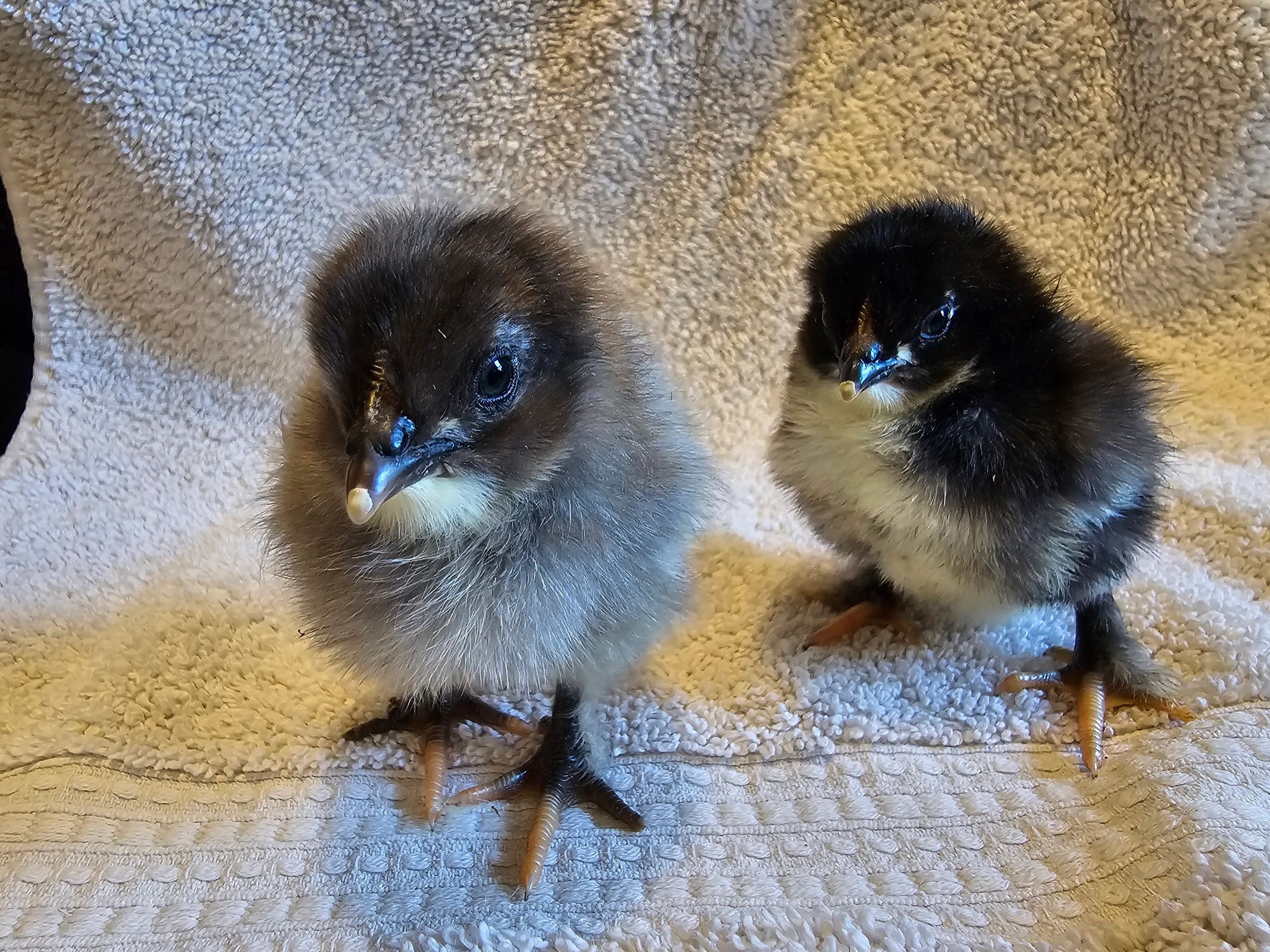 French Black / French Blue Copper Marans